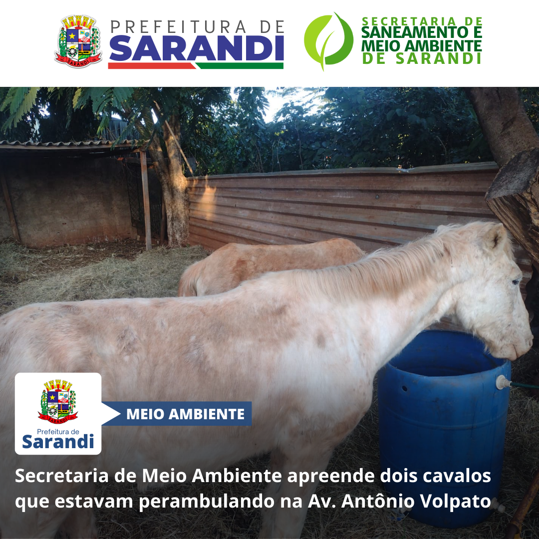 Secretaria de Meio Ambiente apreende dois cavalos que estavam perambulando na Av. Antônio Volpato